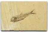 Detailed Fossil Fish (Knightia) - Wyoming #330799-1